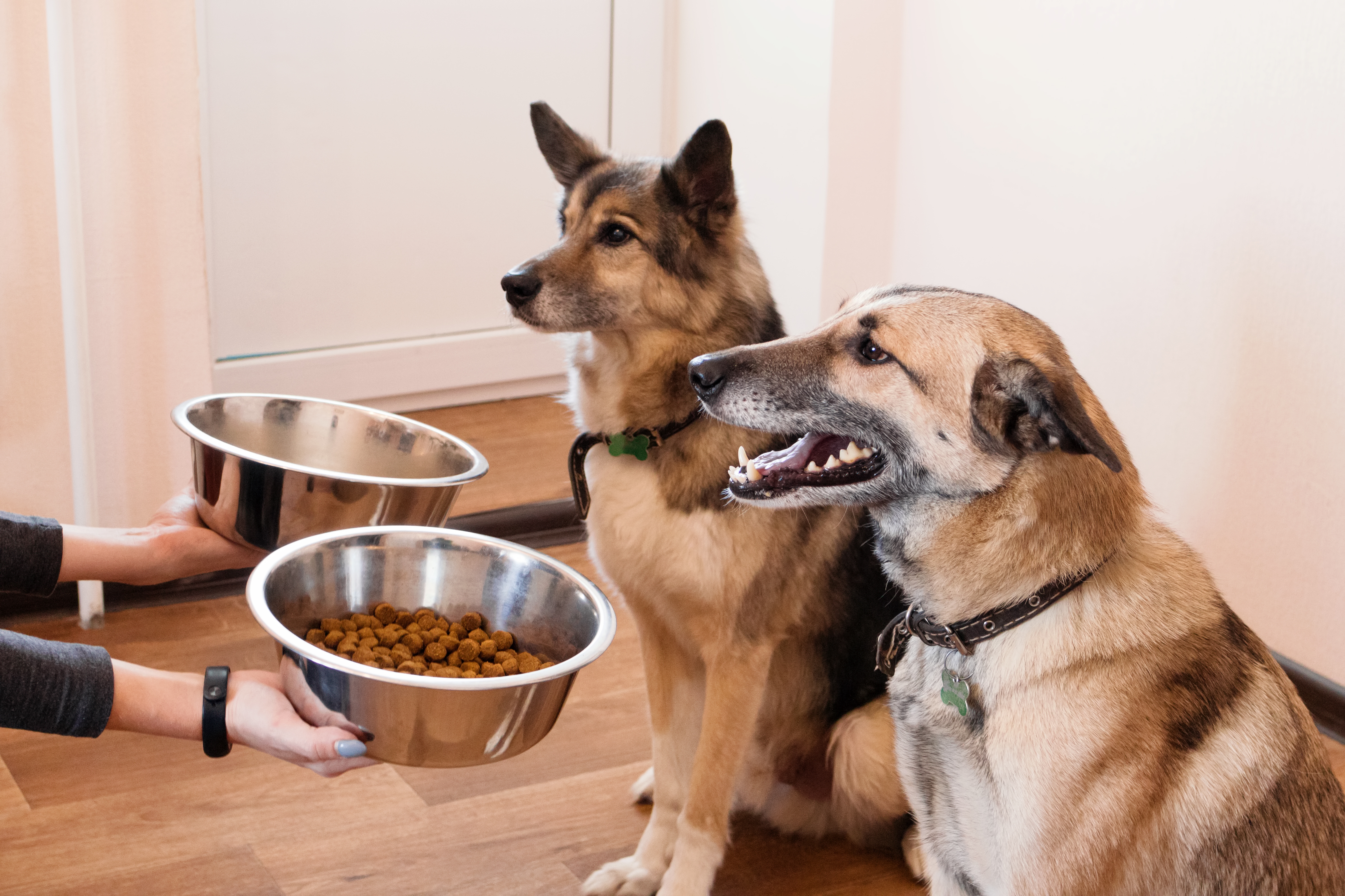 are grain free treats better for dogs